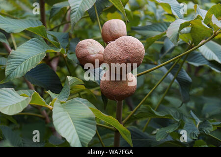 Yellow buckeye (Aesculus flava). Known as Common buckeye, Big buckeye, Sweet buckeye also. Another scientific name is Aesculus octandra. Stock Photo