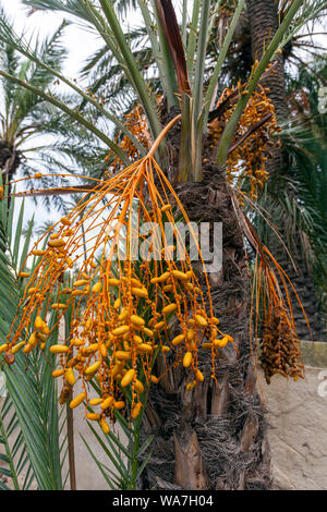 Date palms in Huerto del Cura, Hort del Cura., Palmeral of Elche, Elche, Alicante province, Spain Stock Photo