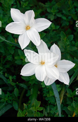 Drummond's rain lily (Zephyranthes drummondii Stock Photo - Alamy