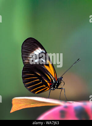 A beautiful small postman butterfly in a pretty garden, lands on a colorful leaf Stock Photo