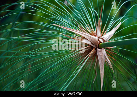 Papyrus (Cyperus papyrus). Called Papyrus sedge, Paper reed, Indian matting plant and Nile grass also. Stock Photo