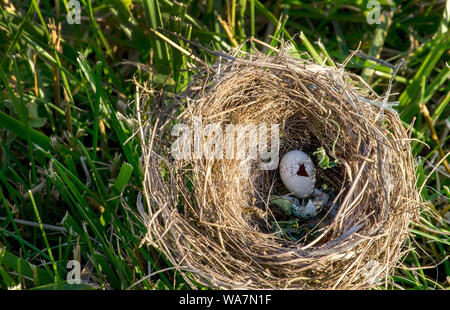 abandoned birds nest lies in the grass with empty shells inside Stock Photo