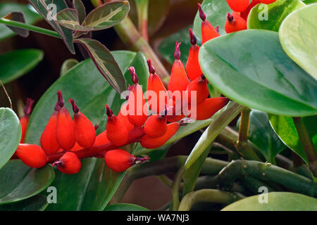 Baby rubberplant (Peperomia obtusifolia Variegata). Known as Pepper face also. Stock Photo