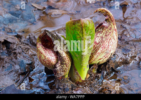 Eastern skunk cabbage (Symplocarpus foetidus). Known as Swamp cabbage, Clumpfoot cabbage, Meadow cabbage, Foetid pothos and Polecat weed also. Stock Photo