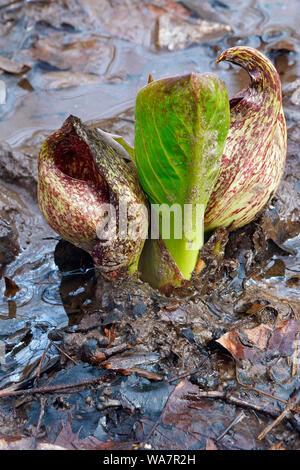 Eastern Skunk Cabbage, Clumpfoot Cabbage, Foetid Pothos, Meadow Cabbage ...