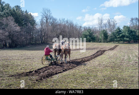 April 28 2018 Buchanan MI USA; plowing the old fashioned way with horses and a person driven plow Stock Photo