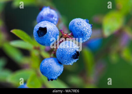 Vaccinium angustifolium, commonly known as the wild lowbush blueberry macro shot with dew drops Stock Photo