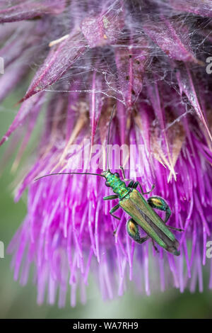 Swollen-thighed beetle (Oedemera nobilis) feeding on pollen on a thistle flower on the Polden Hills, Somerset, UK
