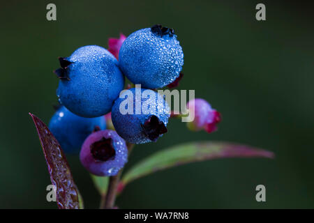 Vaccinium angustifolium, commonly known as the wild lowbush blueberry macro shot with dew drops Stock Photo