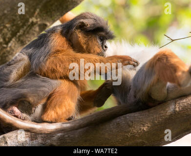 Western Red Colobus Monkey Piliocolobus badius in The Gambia Africa sat in a tree grooming another monkey Stock Photo