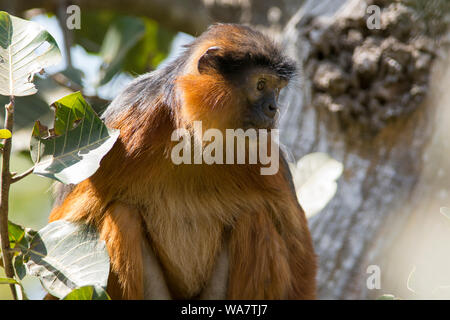 Western Red Colobus Monkey Piliocolobus badius in The Gambia Africa sat in a tree Stock Photo