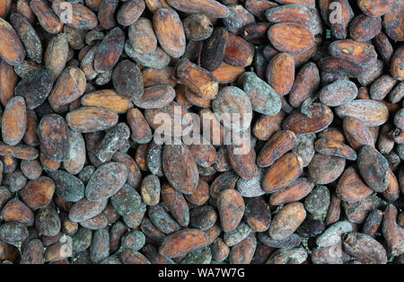 Cacao beans cacao seeds drying, close up, Quepos, CR Stock Photo