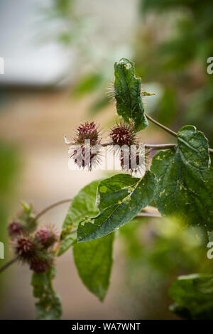 Burdock: Inspiration for Tolstoy and Velcro