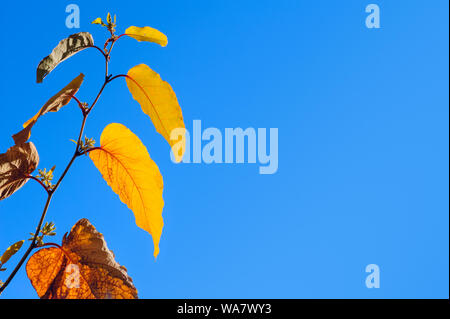 Giant knotweed (Fallopia sachalinensis) leaves in autumn colors against blue sky Stock Photo