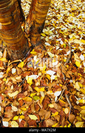 Manchurian cherry (Prunus maackii) trunks and leaves on the ground. Stock Photo
