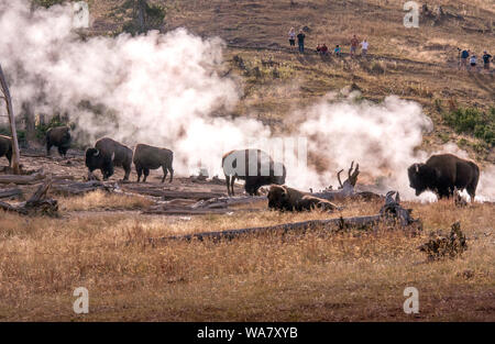 Buffalo herd and tourists with cameras in Yellowstone Stock Photo