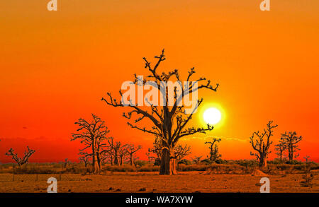 Sunset over baobabs in Africa. The sky has beautiful golden and red colors. It is a beautiful natural background. Stock Photo
