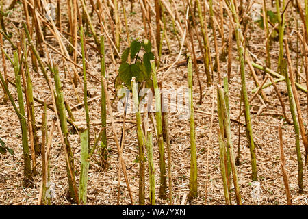 Stalk left after rapeseed cut on Kent Farmland, England, United Kingdom, Europe Stock Photo