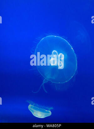 Beautiful transparent jelly fish floats in blue waters Stock Photo
