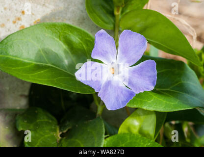 Close up of Vinca major flower set against a background of green leaves  A trailing plant good for grouind cover borders or woodland garden Stock Photo