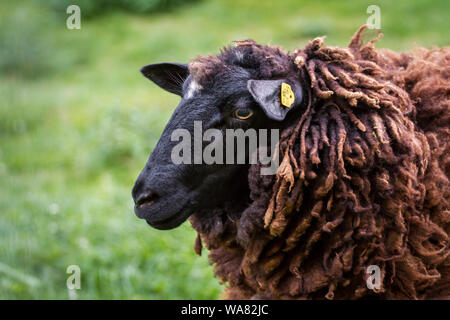 Waldschaf, a critically endangered sheep breed from the Bohemian Forest (Germany and Austria) Stock Photo