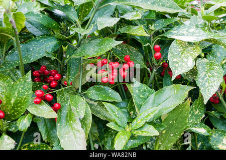Aucuba japonica Crotonifolia or Spotted Laurel with bright red berries  Ideal for hedges and growing in large containers. Stock Photo