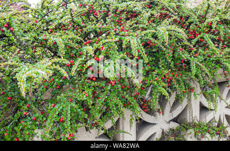 Cotoneaster horizontalis a spresding deciduous shrub that flowers in late spring has red berries is used for hedging or groundcover and is fully hardy Stock Photo