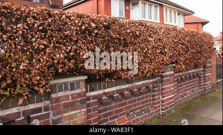 Fagus sylvatica the russet brown leaves of a common beech hedge in winter   This is semi evergreen and is fully hardy Stock Photo