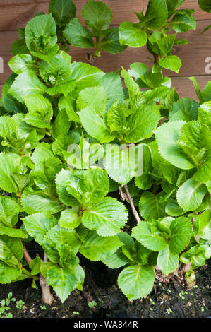 Hydrangea petiolaris in full leaf in spring and starting to grow up a wall as a climber Stock Photo