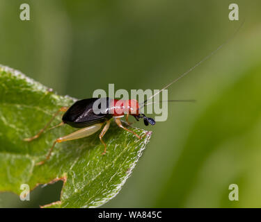 closeup of Red-headed Bush Cricket on the green leaf of a plant Stock Photo