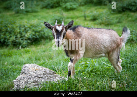 A brown dwarf goat kid standing in the pasture Stock Photo
