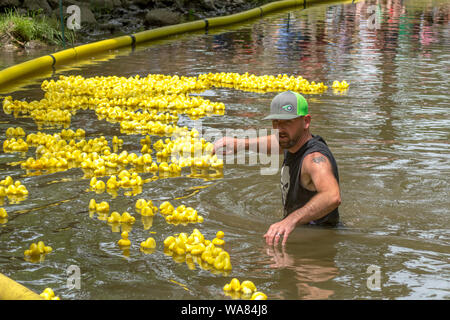 Watervliet MI USA June 30 2019; A worker helps steer floating toy ducks in the right direction, during an annual duck race in a small Michigan town in Stock Photo