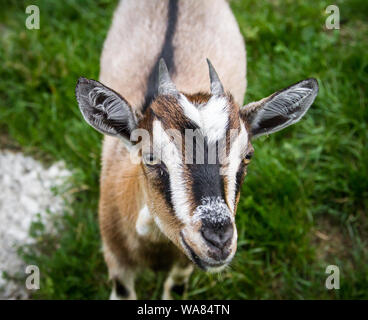 A nosy brown goat kid looking into the camera Stock Photo