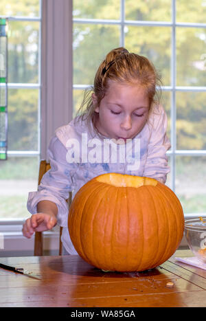 A young girl looks into the inside of a just cut pumpkin. ohhh i have to touch that icky stuff? NO! Stock Photo