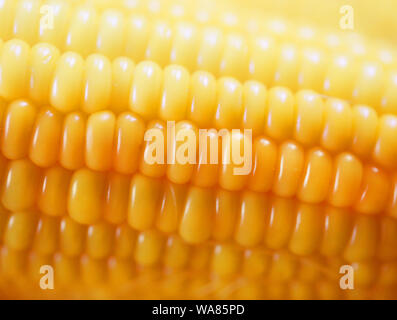Tasty freshly cooked yellow corn photographed close-up Stock Photo