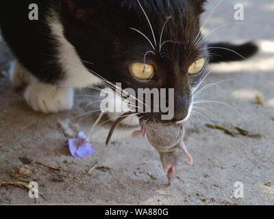 Cat hunts and catches mouse. Animal food chain, Felis catus Stock Photo