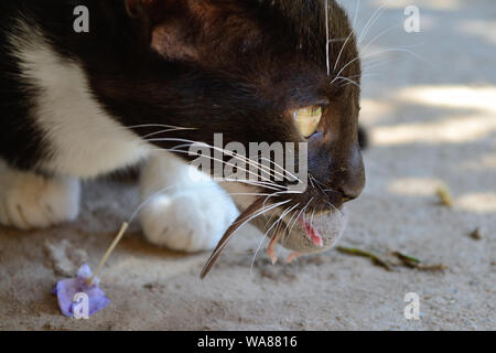 Cat hunts and catches mouse. Animal food chain, Felis catus Stock Photo