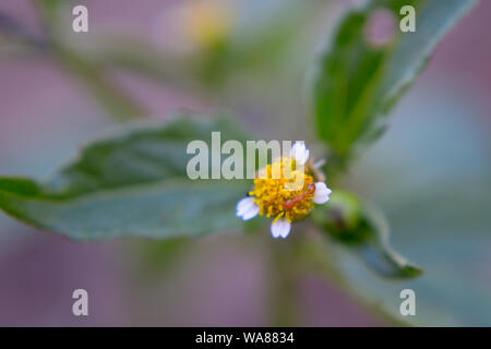 Pharaoh ant on gallant soldier flower Stock Photo