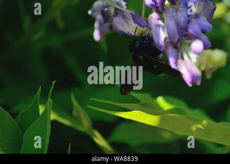 Close up of violet carpenter bee, Xylocopa violacea on Wisteria sinensis,