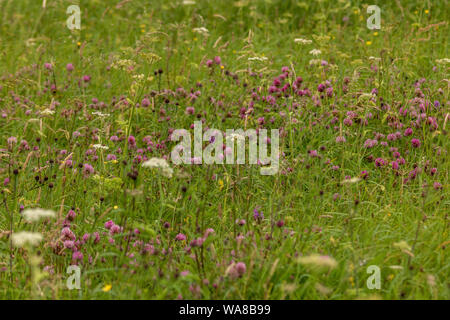 Machair in bloom. Outer hebrides, Scotland. Stock Photo