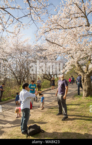 Cherry Blossoms at High Park Stock Photo - Alamy