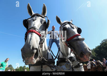(190819) -- BEIJING, Aug. 19, 2019 (Xinhua) -- A man rides on horses during the annual horse carriage ride in Marija Bistrica, Croatia, Aug. 18, 2019. Some 100 carriages and 300 horses participated in the 10-kilometer ride. (Robert Anic/Pixsell/Handout via Xinhua) Stock Photo