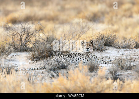 Female cheetah resting flat in the grass of the Kgalagadi during the morning after a hunt, looking straight at the camera. Acinonyx jubatus, Stock Photo