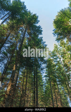 View in the treetops in front of blue sky in a german coniferous forest in spring. Stock Photo