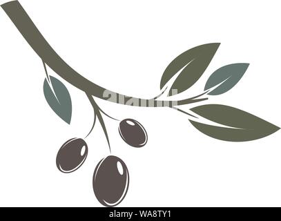 olive branch with leaves and black fruits vector illustration Stock Vector