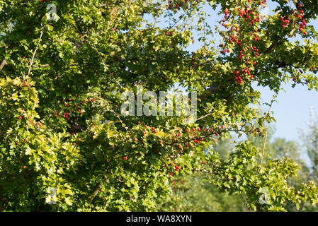 Crataegus ,hawthorn, quickthor red berries on branches on blue sky background Stock Photo