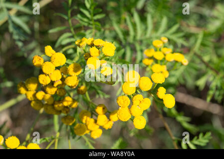 Tansy, Tanacetum vulgare yellow flowers closeup Stock Photo