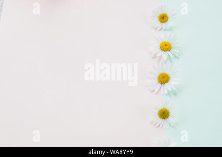 Fresh, white chamomiles or daisies isolated on pastel bachground. Soft light color. Greeting card. Mockup for positive idea. Empty place for Stock Photo