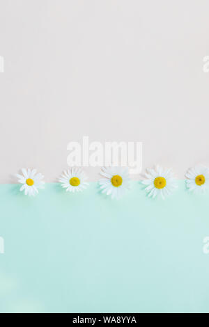 Fresh, white chamomiles or daisies isolated on pastel bachground. Soft light color. Greeting card. Mockup for positive idea. Empty place for Stock Photo