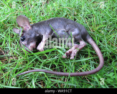 Rat corpses lying on the grass Stock Photo